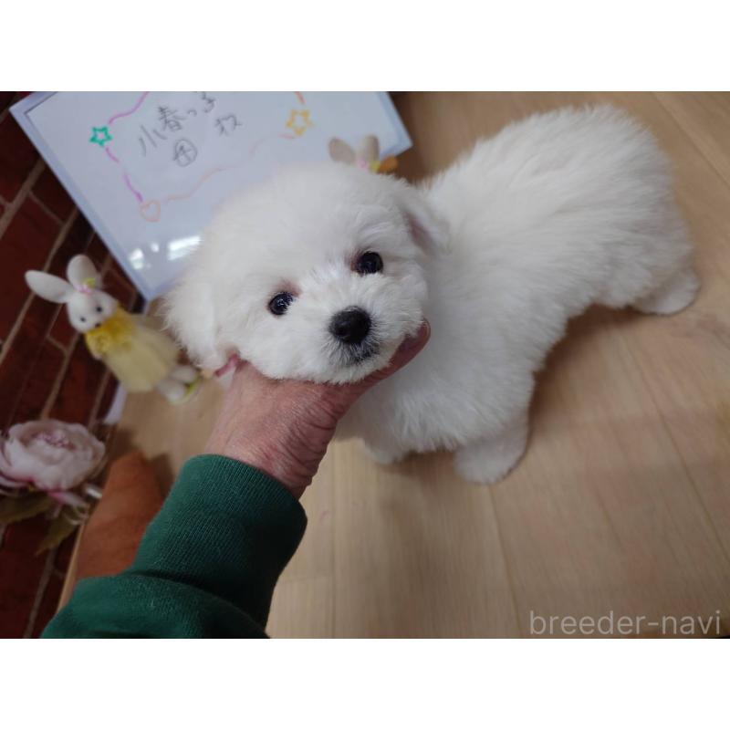 販売中の京都府のビションフリーゼ-453149の6枚目