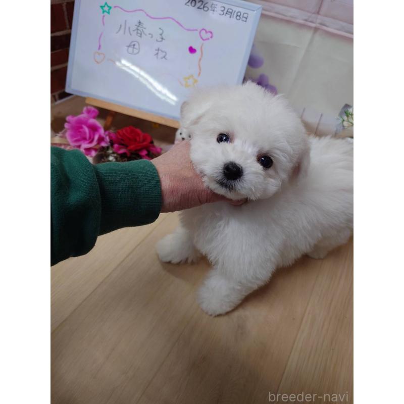 販売中の京都府のビションフリーゼ-453149の4枚目