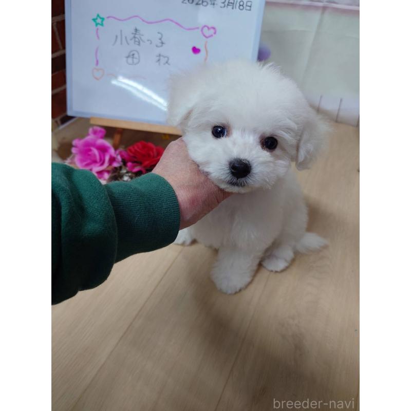 販売中の京都府のビションフリーゼ-453149の5枚目