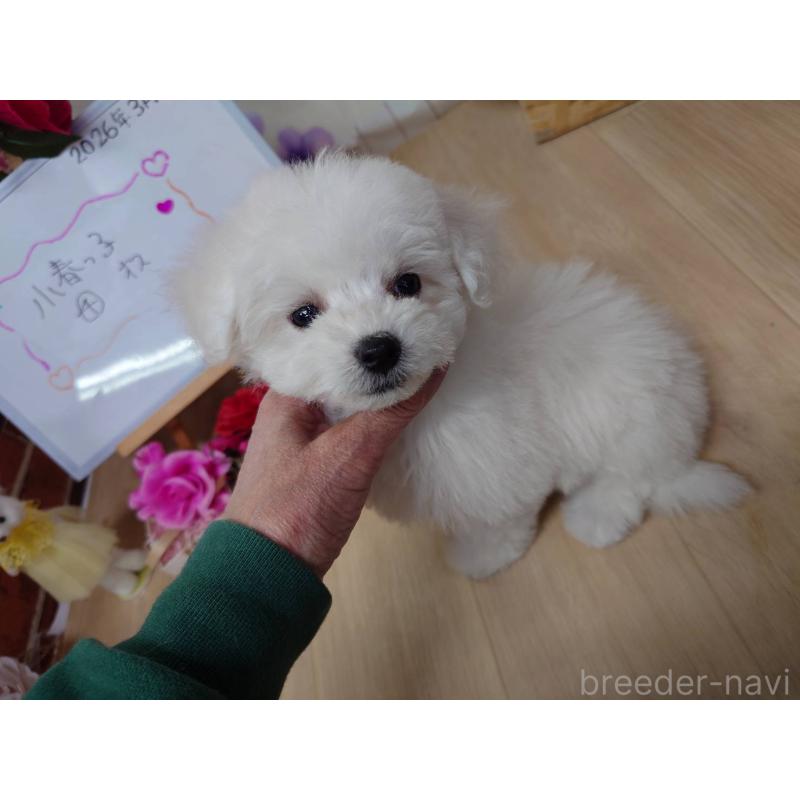 販売中の京都府のビションフリーゼ-453149の3枚目