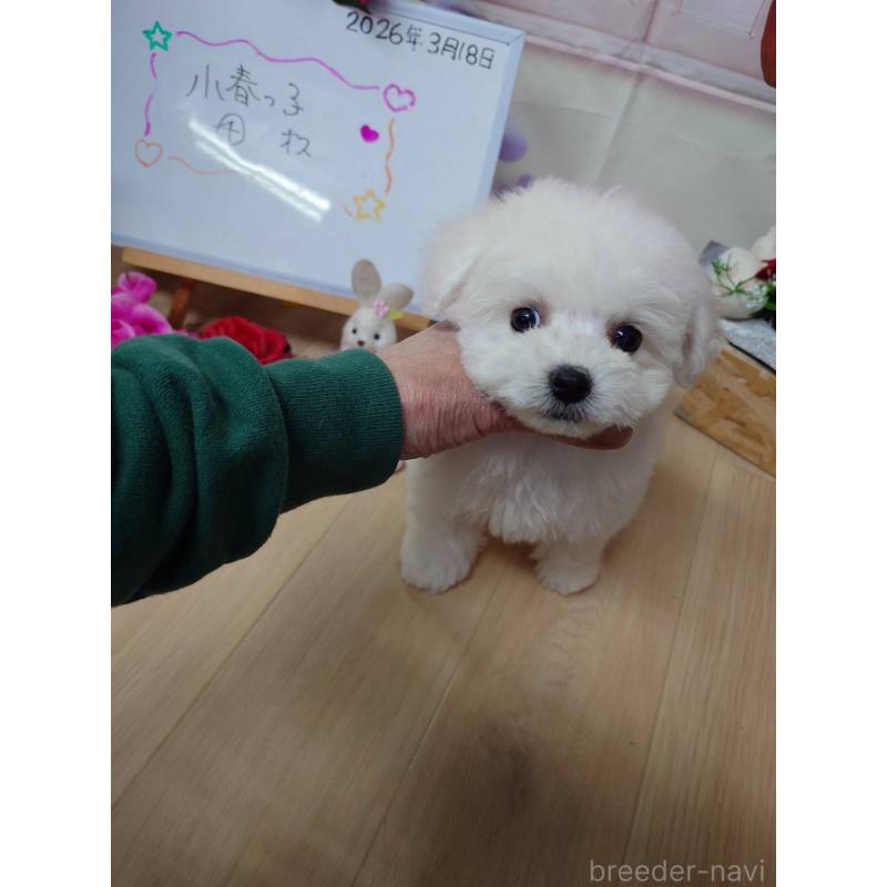 販売中の京都府のビションフリーゼ-453149の2枚目