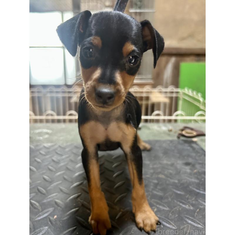 販売中の静岡県のミニチュアピンシャー(ミニピン)-453151