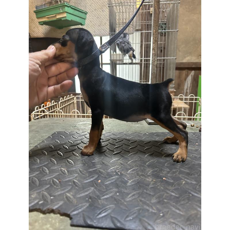 販売中の静岡県のミニチュアピンシャー(ミニピン)-453151の5枚目