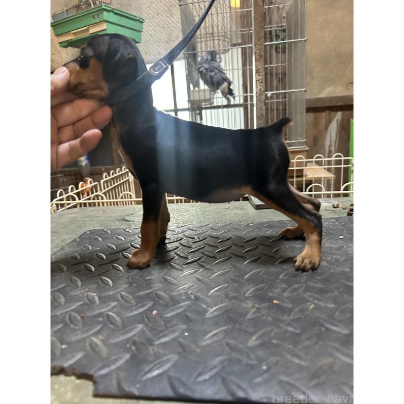 販売中の静岡県のミニチュアピンシャー(ミニピン)-453151の4枚目