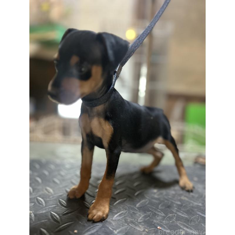 販売中の静岡県のミニチュアピンシャー(ミニピン)-453151の3枚目