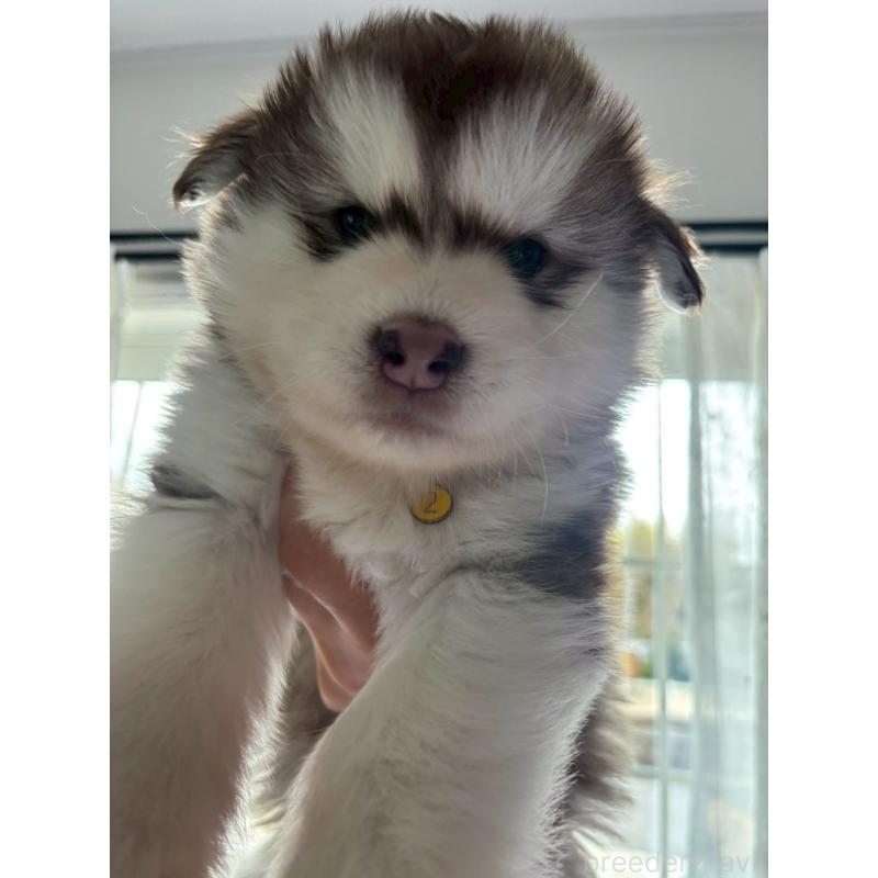 販売中の奈良県のアラスカンマラミュート-446827