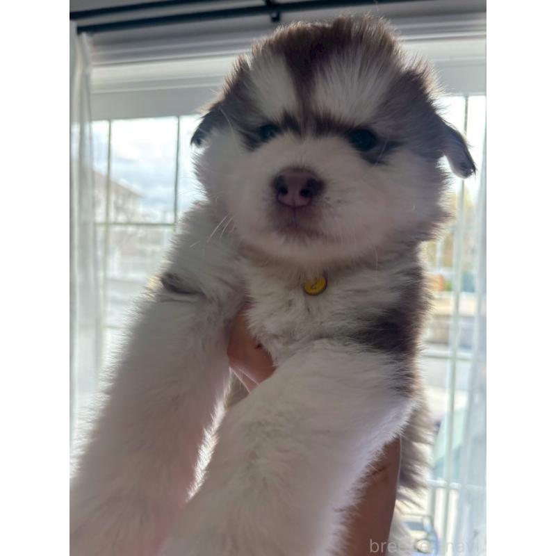 販売中の奈良県のアラスカンマラミュート-446827の4枚目