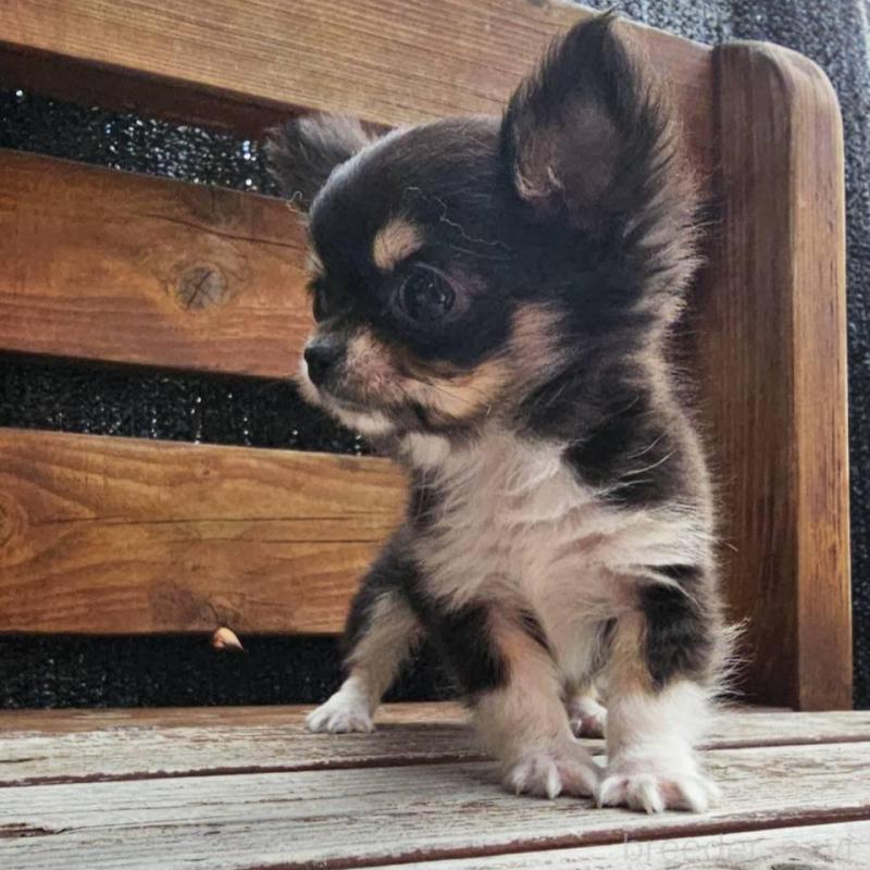 販売中の埼玉県のチワワ(ロングコート)-453150の7枚目