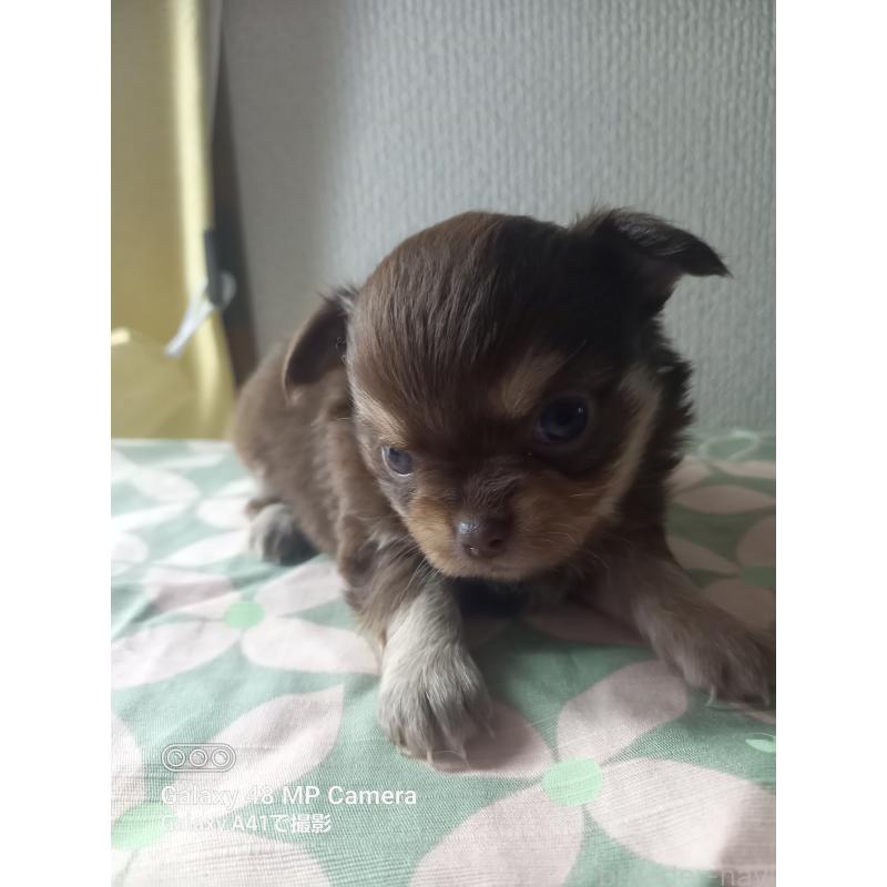 販売中の山口県のチワワ(ロングコート)-453152の2枚目