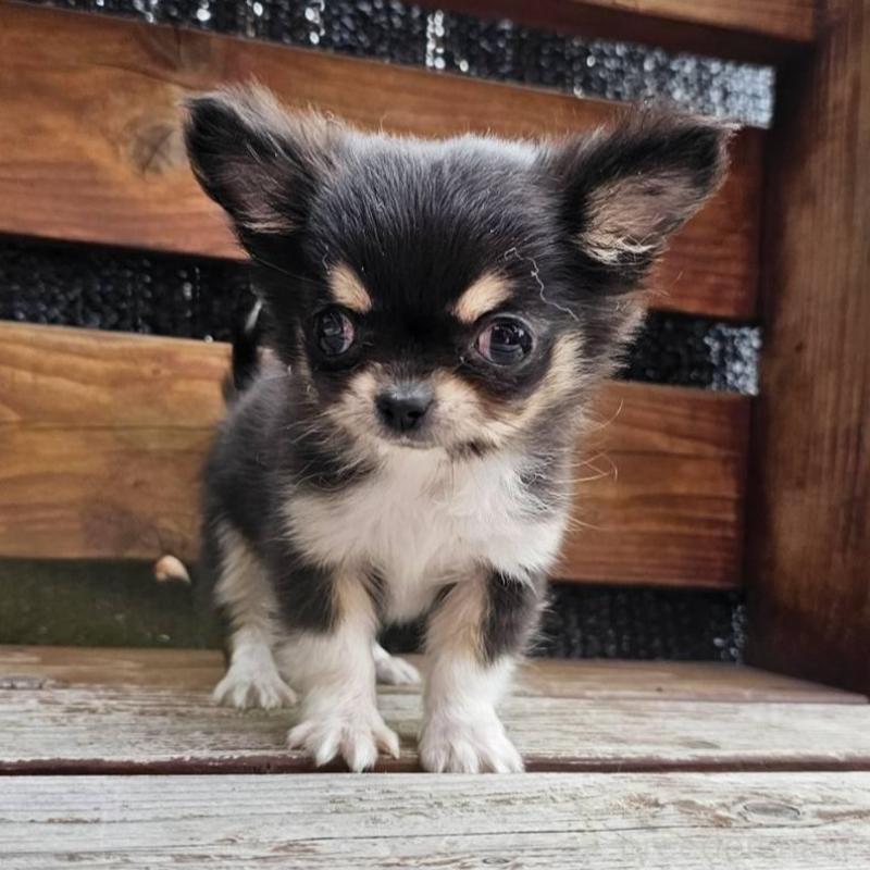 販売中の埼玉県のチワワ(ロングコート)-453150の6枚目