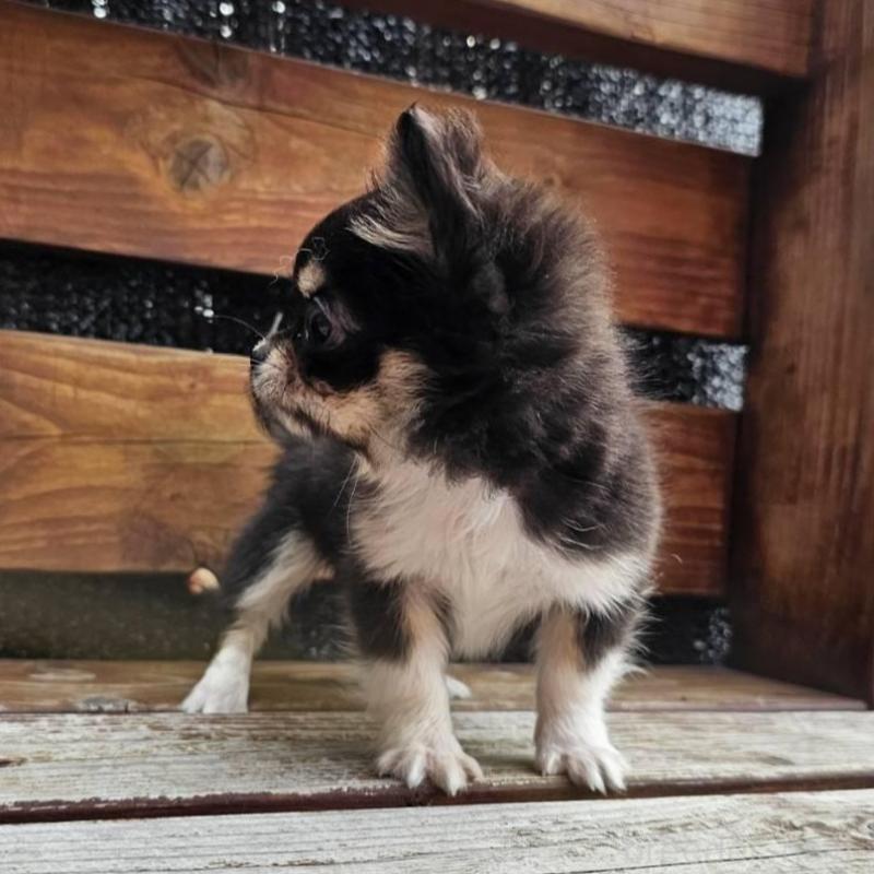 販売中の埼玉県のチワワ(ロングコート)-453150の5枚目