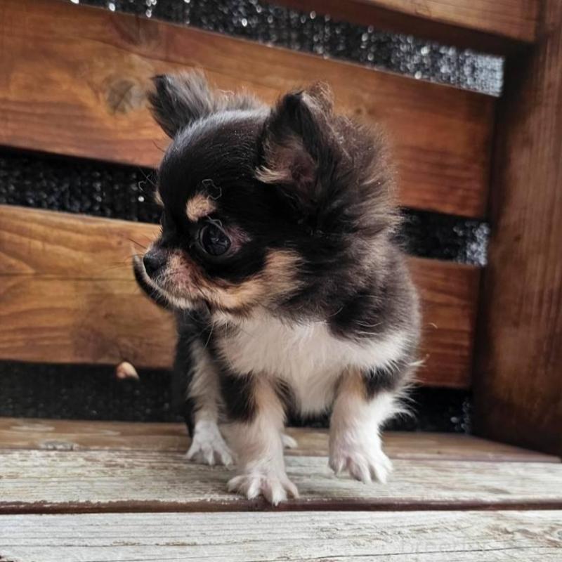 販売中の埼玉県のチワワ(ロングコート)-453150の4枚目