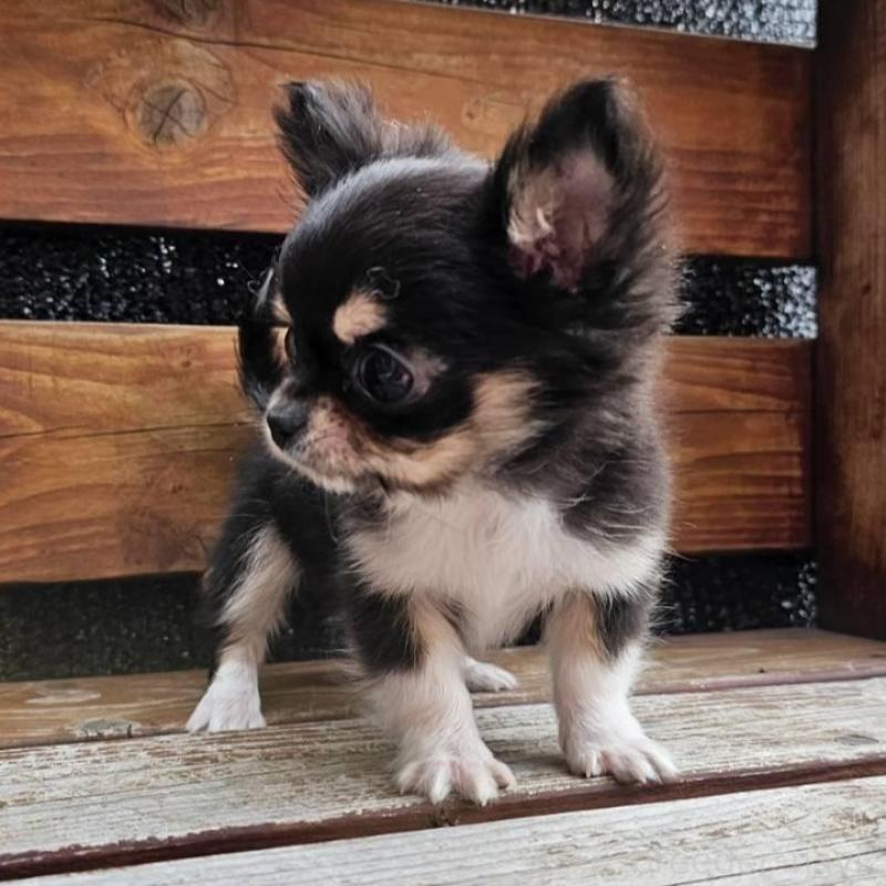 販売中の埼玉県のチワワ(ロングコート)-453150の3枚目