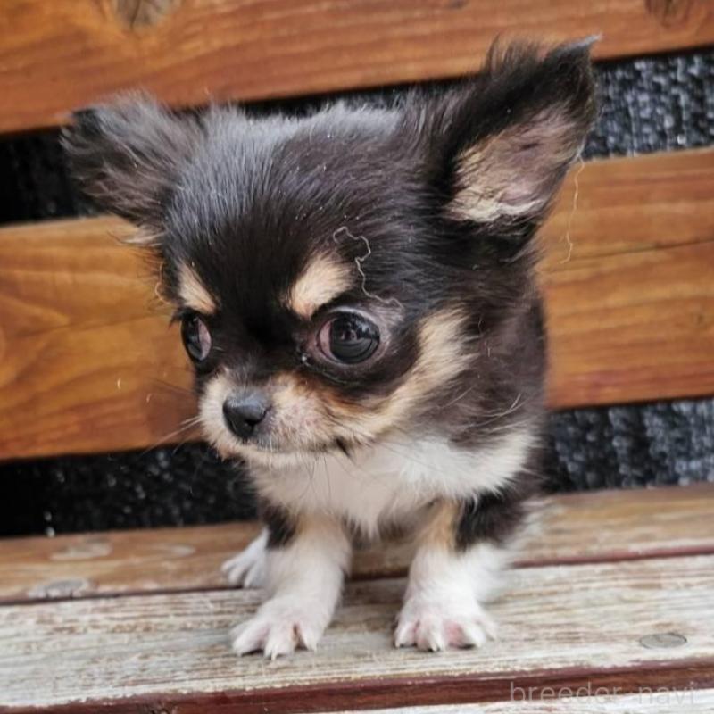 販売中の埼玉県のチワワ(ロングコート)-453150の2枚目