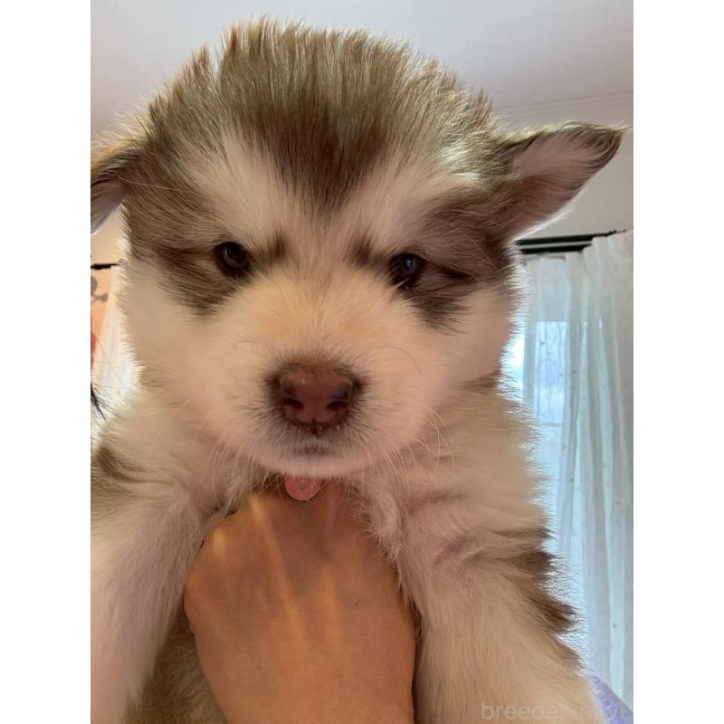 販売中の奈良県のアラスカンマラミュート-446815の6枚目