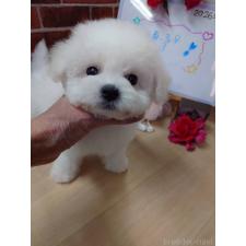 ♀︎ビションフリーゼ