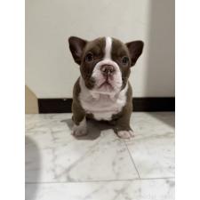 ♀︎エキゾチックブリー