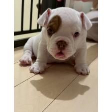 ♀︎エキゾチックブリー