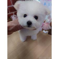 ♀︎ビションフリーゼ