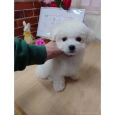 ♀︎ビションフリーゼ