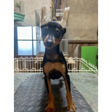 ♀︎ミニチュアピンシャー(ミニピン)