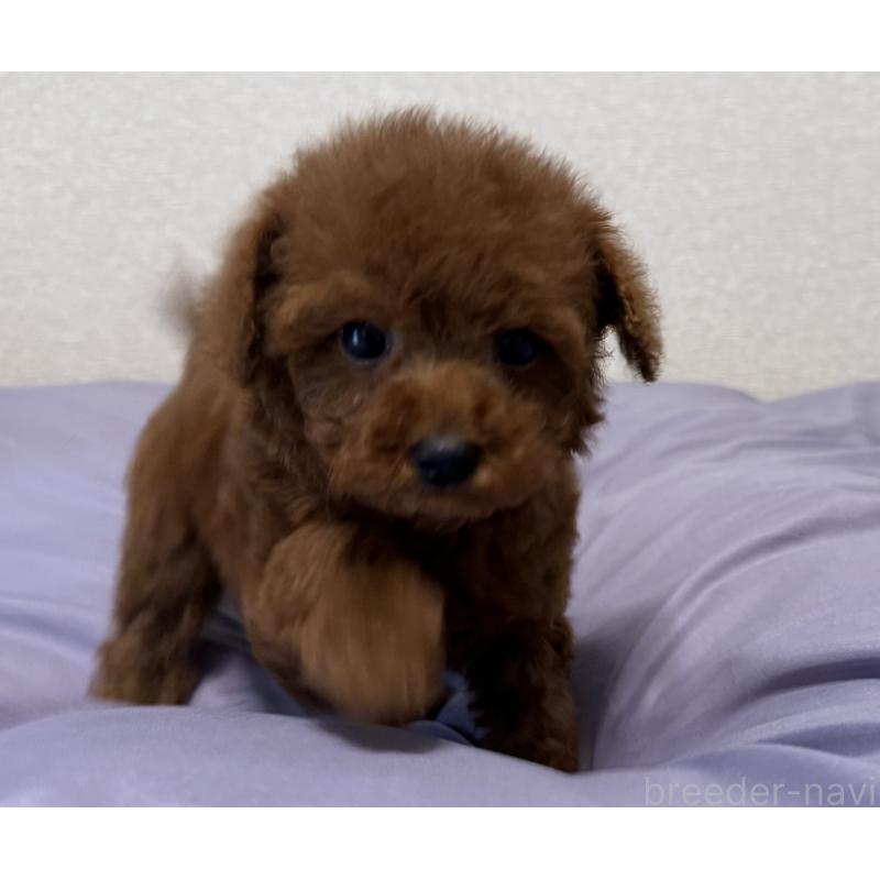 商談中の静岡県のタイニープードル-453153の5枚目