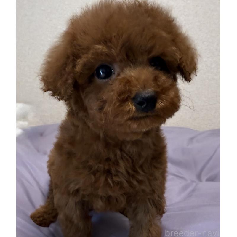 商談中の静岡県のタイニープードル-453153の4枚目