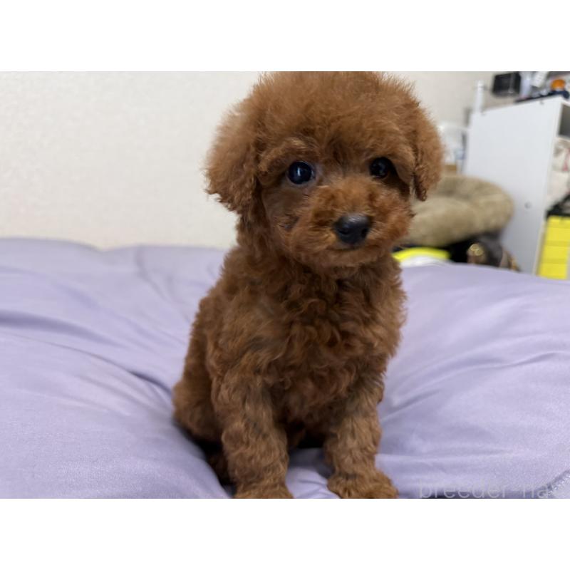 商談中の静岡県のタイニープードル-453153の3枚目