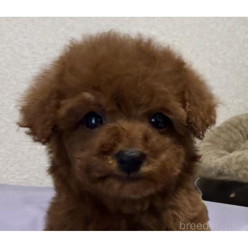 商談中の静岡県のタイニープードル-453153の2枚目