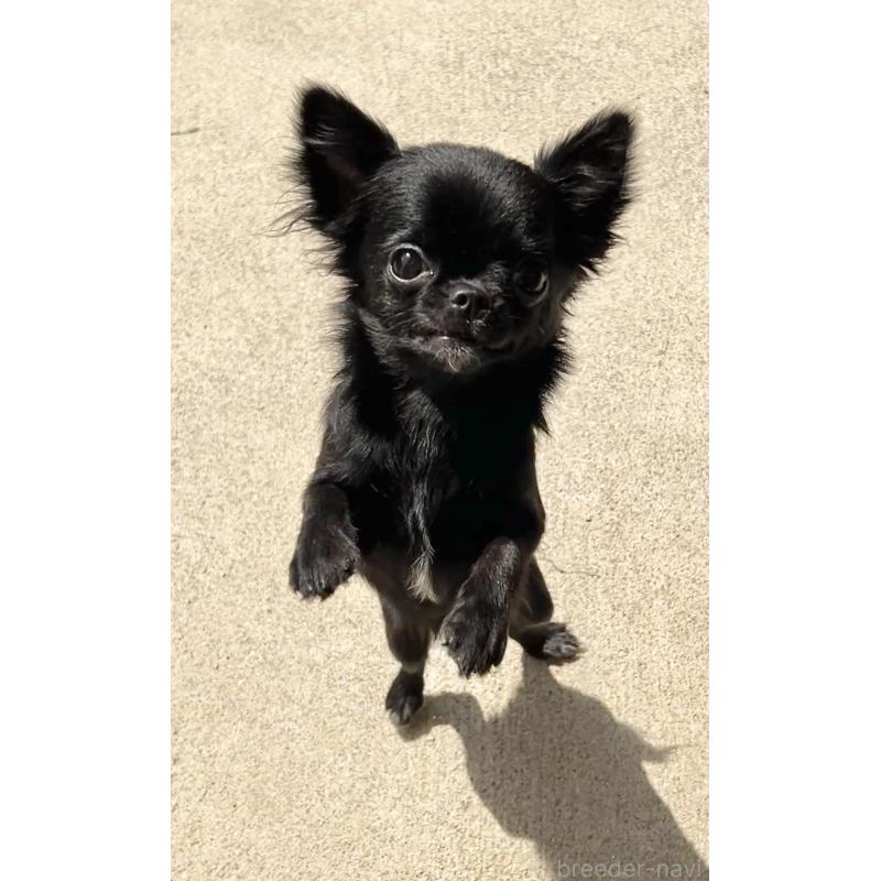 販売中の広島県のチワワ(ロングコート)-448285