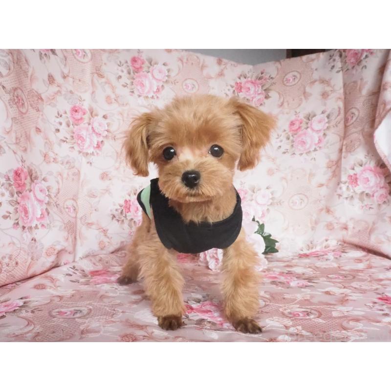 販売中の岡山県のミックス犬-453155の3枚目