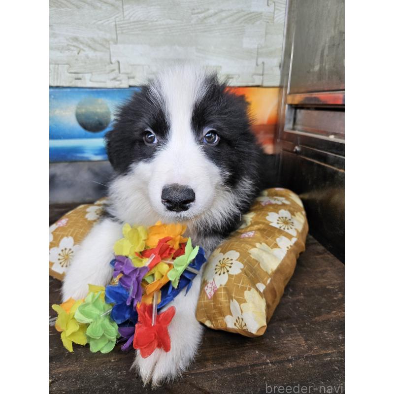 販売中の兵庫県のボーダーコリー-453154の4枚目