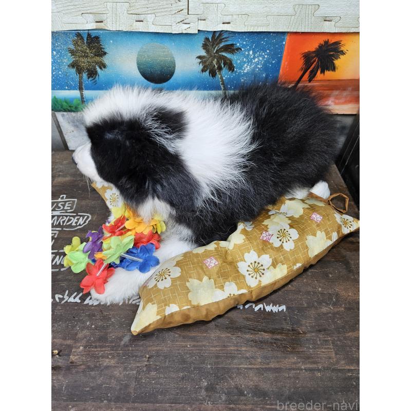 販売中の兵庫県のボーダーコリー-453154の3枚目