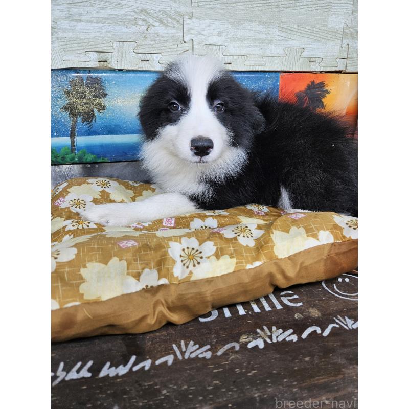 販売中の兵庫県のボーダーコリー-453154の2枚目