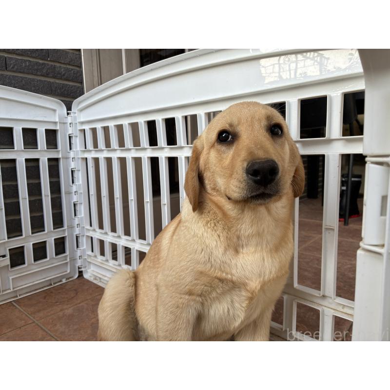 販売中の沖縄県のラブラドールレトリーバー-453156の4枚目