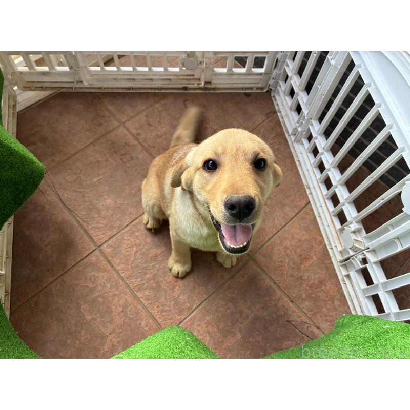 販売中の沖縄県のラブラドールレトリーバー-453156の3枚目