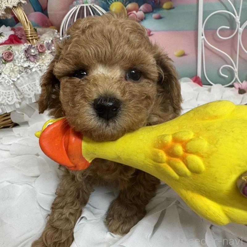 販売中の広島県のトイプードル-451455の5枚目