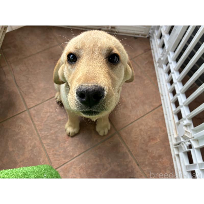販売中の沖縄県のラブラドールレトリーバー-453156の2枚目