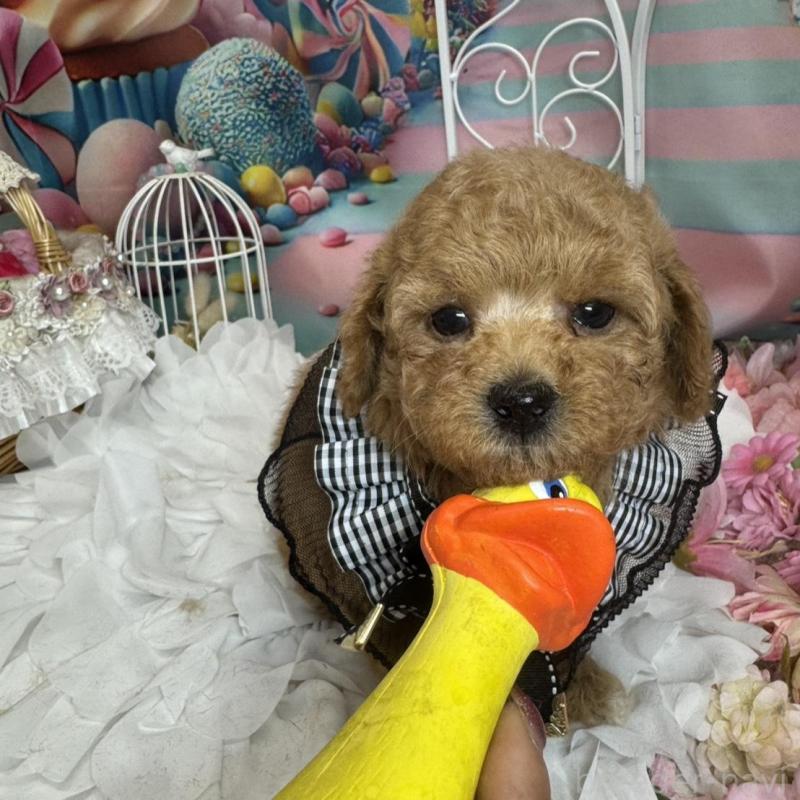 販売中の広島県のトイプードル-451455の4枚目