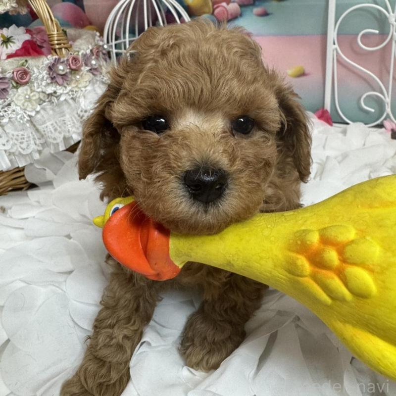 販売中の広島県のトイプードル-451455の2枚目