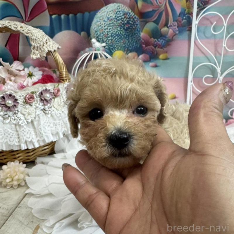 販売中の広島県のトイプードル-451452の5枚目