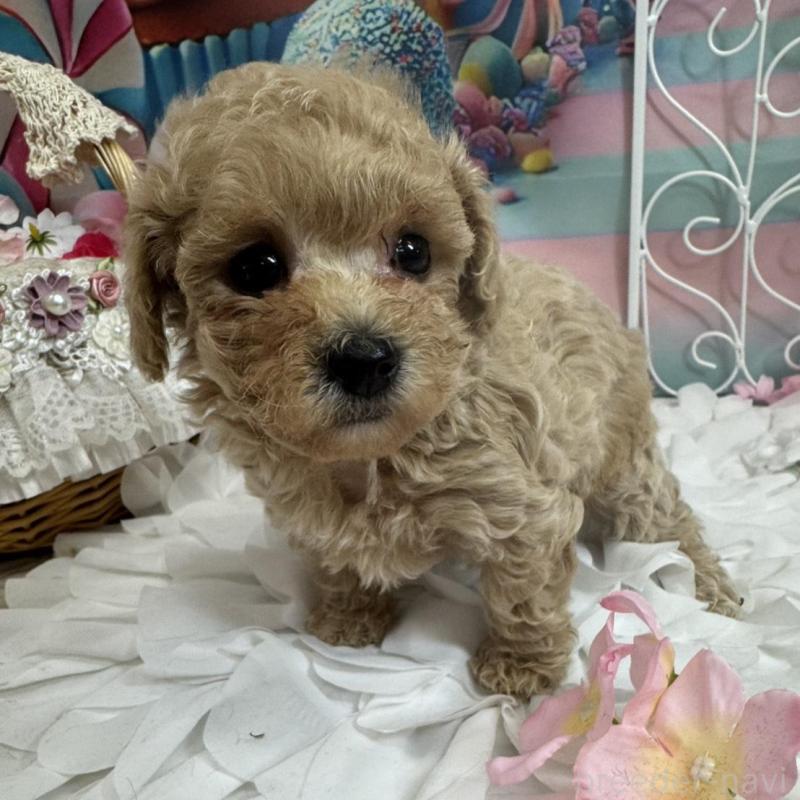 販売中の広島県のトイプードル-451452の4枚目