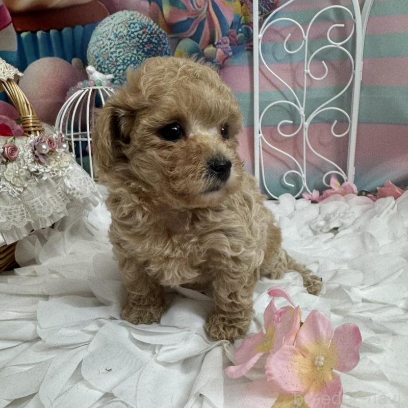 販売中の広島県のトイプードル-451452の3枚目