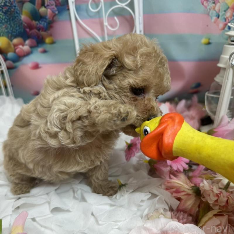 販売中の広島県のトイプードル-451452の2枚目