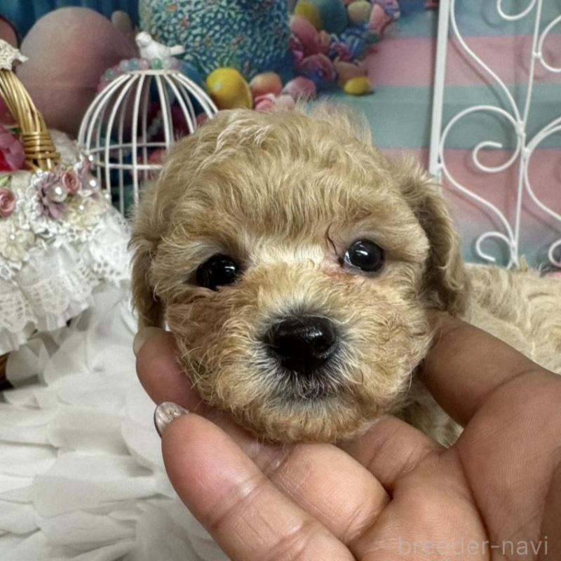 販売中の広島県のトイプードル-451452