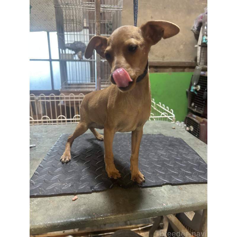 販売中の静岡県のミニチュアピンシャー(ミニピン)-453158の9枚目