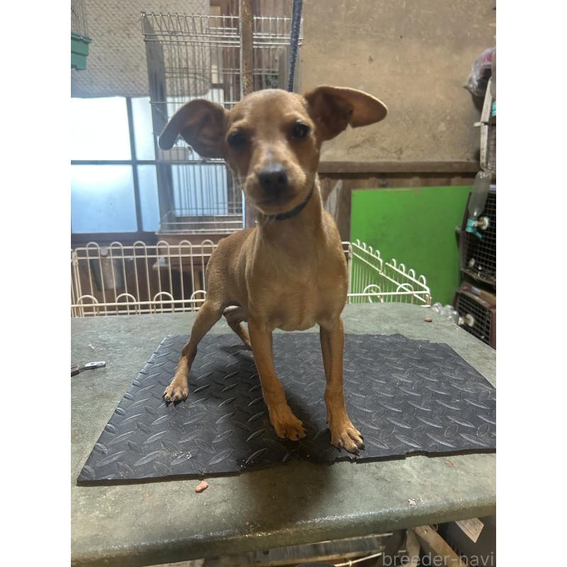 販売中の静岡県のミニチュアピンシャー(ミニピン)-453158の8枚目