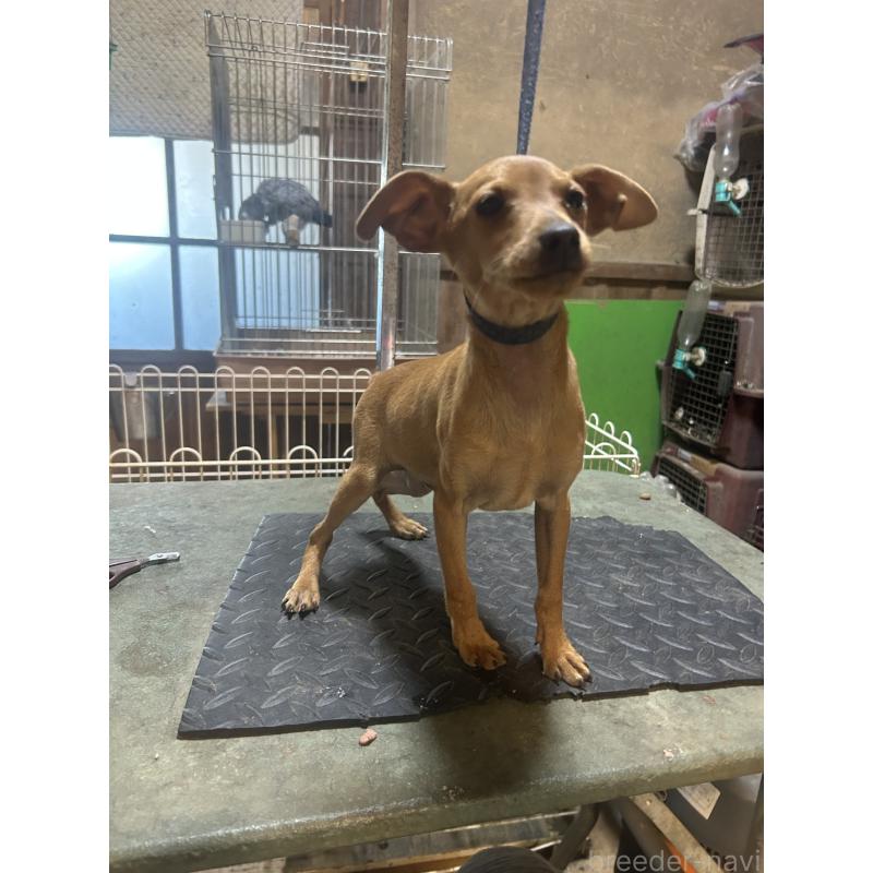 販売中の静岡県のミニチュアピンシャー(ミニピン)-453158の7枚目