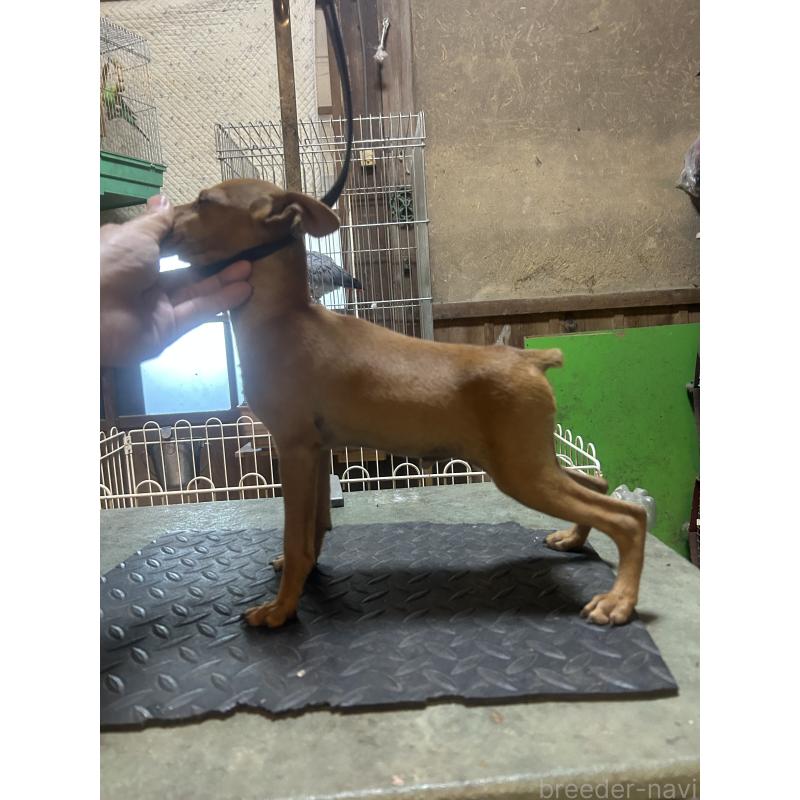 販売中の静岡県のミニチュアピンシャー(ミニピン)-453158の6枚目