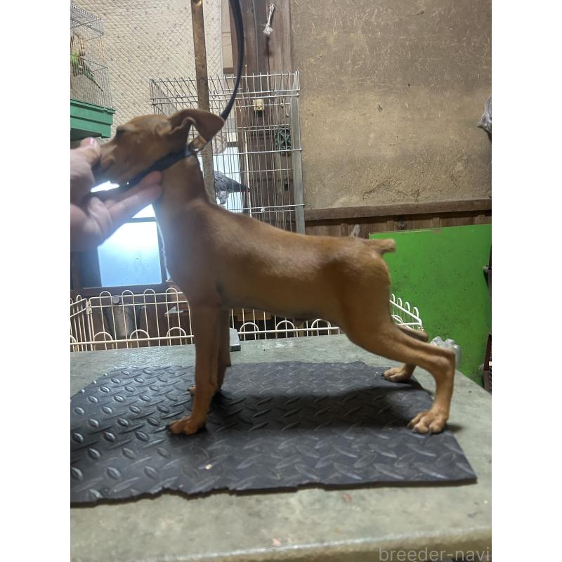 販売中の静岡県のミニチュアピンシャー(ミニピン)-453158の5枚目